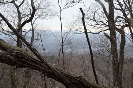 釜伏山・木立の先に秩父の山々