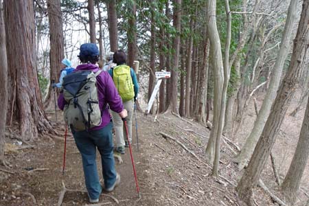 釜伏山・杉木立の中を下って