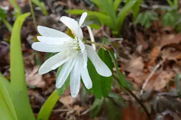 アズマイチゲ・釜伏山