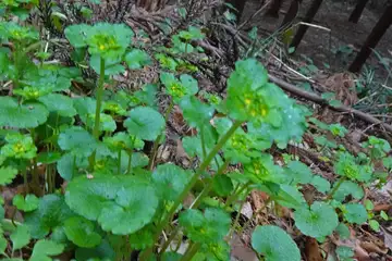ヤマネコノメソウ・釜伏山