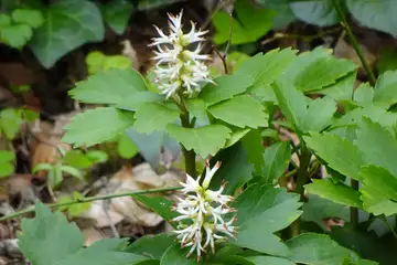 フッキソウ・南高尾山稜