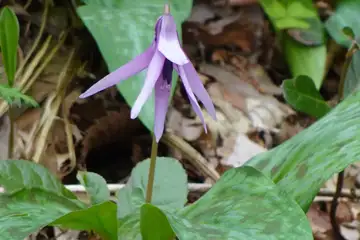 カタクリ・南高尾山稜
