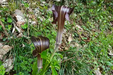 ミミガタテンナンショウ・南高尾山稜