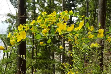 ヤマブキ・南高尾山稜