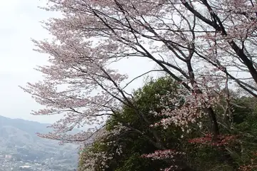 ヤマザクラ・南高尾山稜