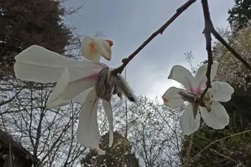 コブシ・高尾山