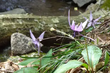 カタクリ・筑波山