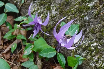 カタクリ・高尾山