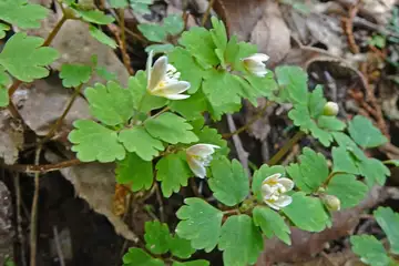 トウゴクサバノオ・高尾山