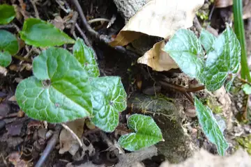 フタバアオイ・高尾山