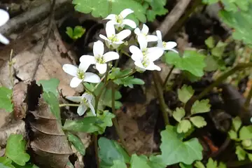 ユリワサビ・筑波山