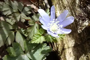 キクザキイチゲ・高尾山