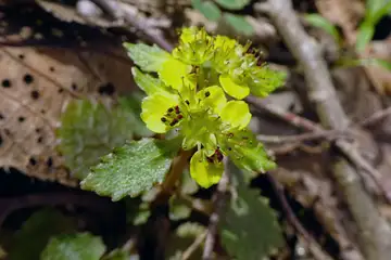 ニッコウネコノメ・筑波山