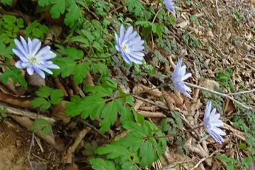 アズマイチゲ・筑波山