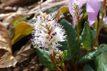 ハルトラノオ・筑波山