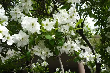 リキュウバイ・西山峠から草戸山