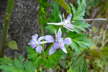 セリバヒエンソウ・西山峠から草戸山