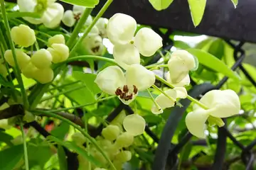 シロバナアケビ・西山峠から草戸山