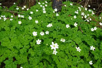 ニリンソウ・西山峠から草戸山