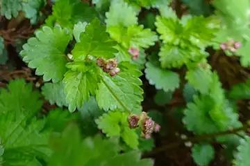 カテンソウ・西山峠から草戸山