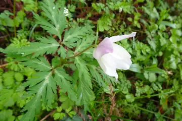 キクザキイチゲ・西山峠から草戸山