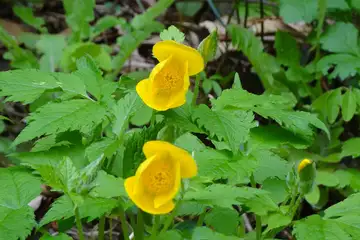 ヤマブキソウ・西山峠から草戸山