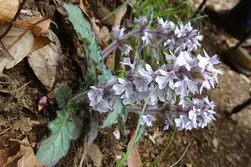 ジュウニヒトエ・西山峠から草戸山