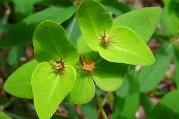 ナツトウダイ・西山峠から草戸山