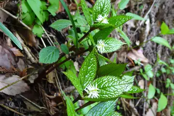 ヒトリシズカ・西山峠から草戸山