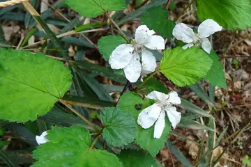 ニガイチゴ・西山峠から草戸山