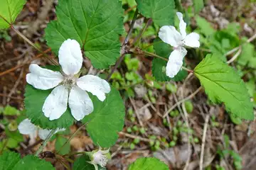 ニガイチゴ・西山峠から草戸山