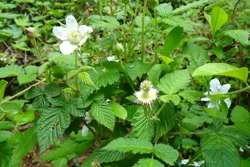 クサイチゴ・西山峠から草戸山
