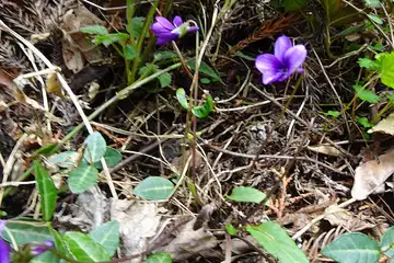 ミョウジンスミレ・西山峠から草戸山