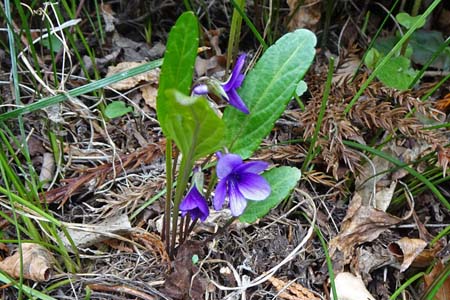 ミョウジンスミレ・西山峠から草戸山