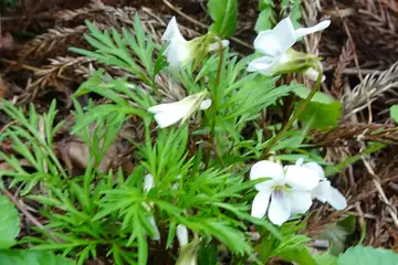 ヒゴスミレ・西山峠から草戸山