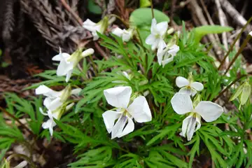 ヒゴスミレ・西山峠から草戸山