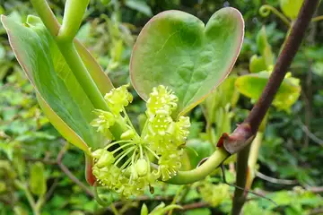 サルトリイバラ・西山峠から草戸山