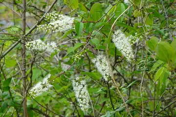 ウワミズザクラ・西山峠から草戸山