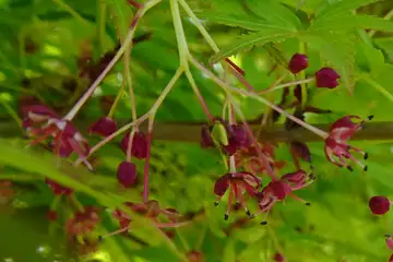イロハモミジ・横浜市泉区境川周辺