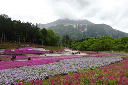 羊山公園から琴平丘陵・芝桜の丘から武甲山