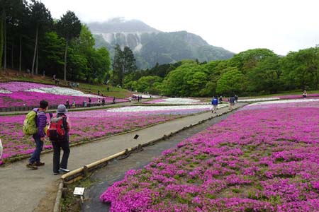羊山公園から琴平丘陵・観光客でにぎわう芝桜の丘