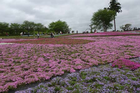 羊山公園から琴平丘陵・満開の芝桜
