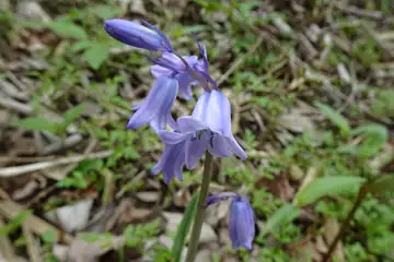 ツリガネズイセン・羊山公園から琴平丘陵