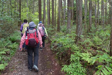 羊山公園から琴平丘陵・ヒノキ林の中を歩いていきます