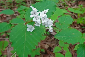 オトコヨウゾメ・羊山公園から琴平丘陵