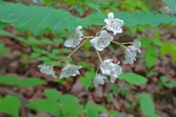 オトコヨウゾメ・秩父市琴平丘陵