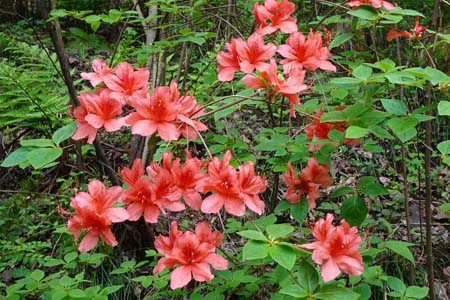 ヤマツツジ・羊山公園から琴平丘陵