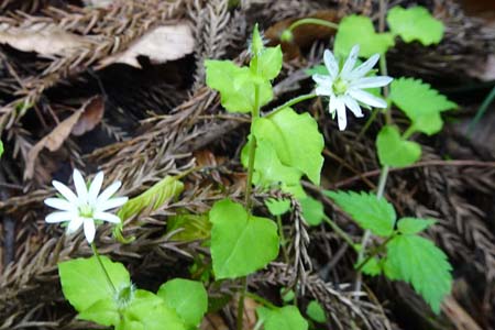 ミヤマハコベ・秩父市琴平丘陵