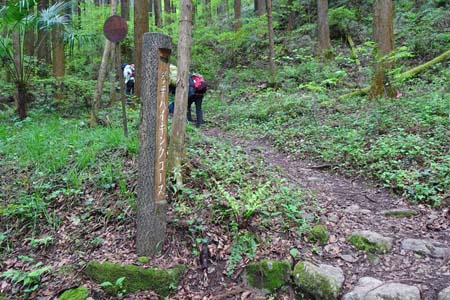 羊山公園から琴平丘陵・緩やかにヒノキ林の斜面を登ります