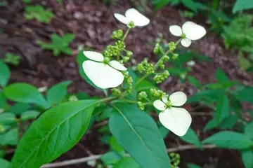 ガクウツギ・秩父市琴平丘陵